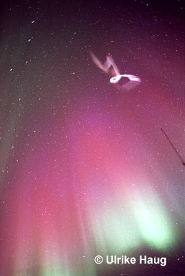 Northern Lights Rocket Launch Fairbanks