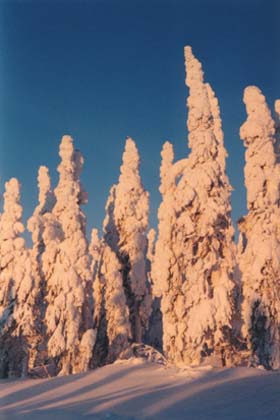 Iceland Spruce Trees Arctic Circle Alaska